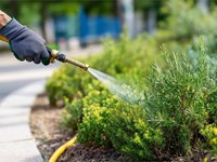 ¿Es mejor regar por la mañana o por la noche?