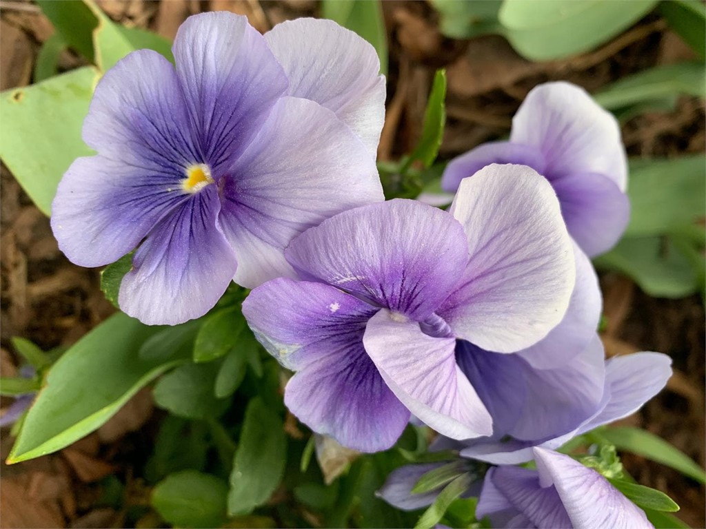 Flores de invierno: pensamientos, violas, cyclamen... - Flores