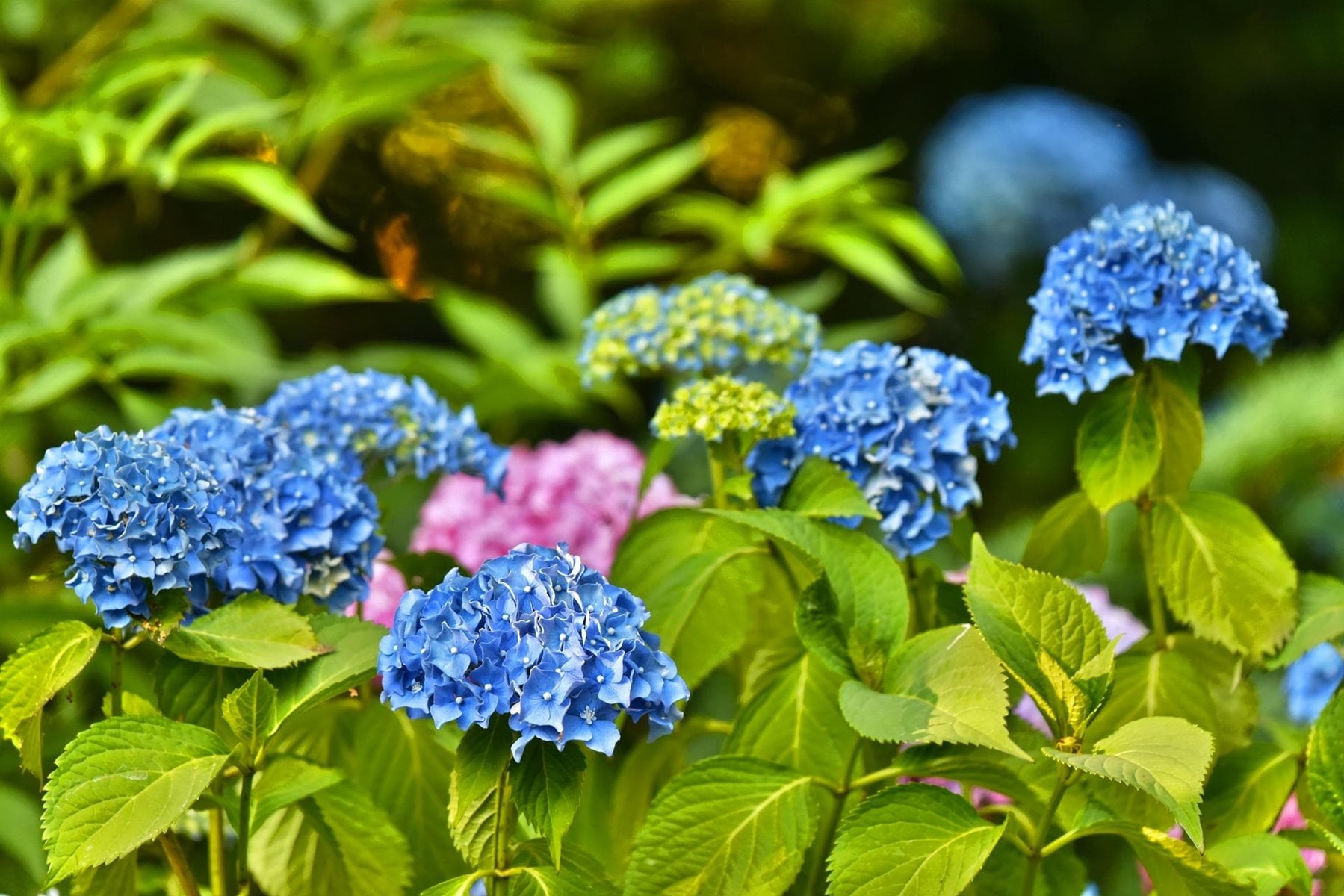 Flores de otoño