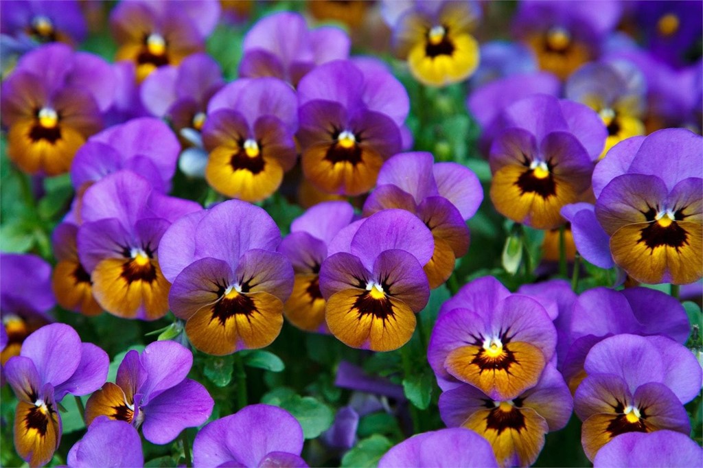 ¡Hágase con las plantas de temporada!