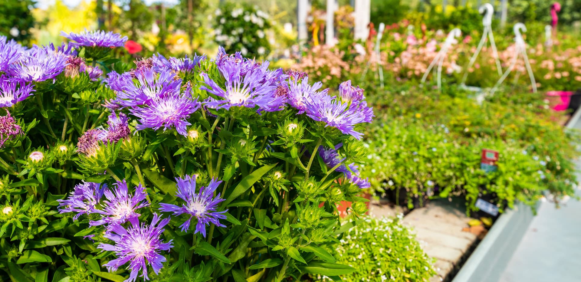 comprar plantas y flores de todo tipo