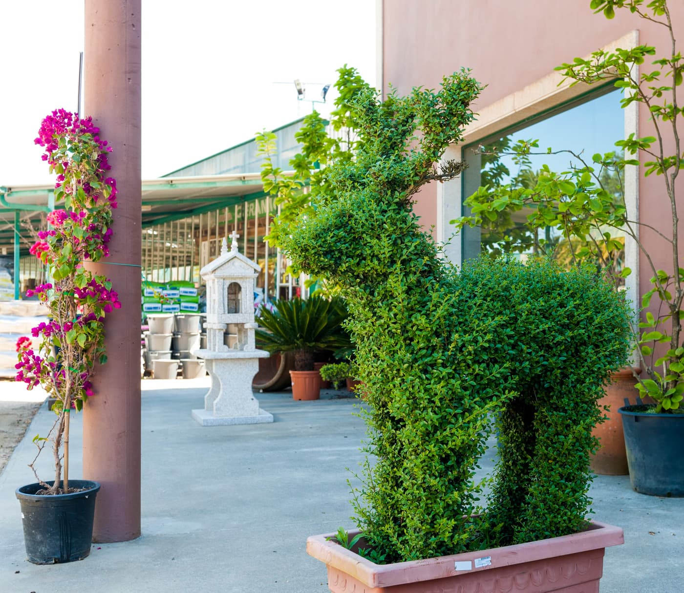 comprar plantas en Ribadumia
