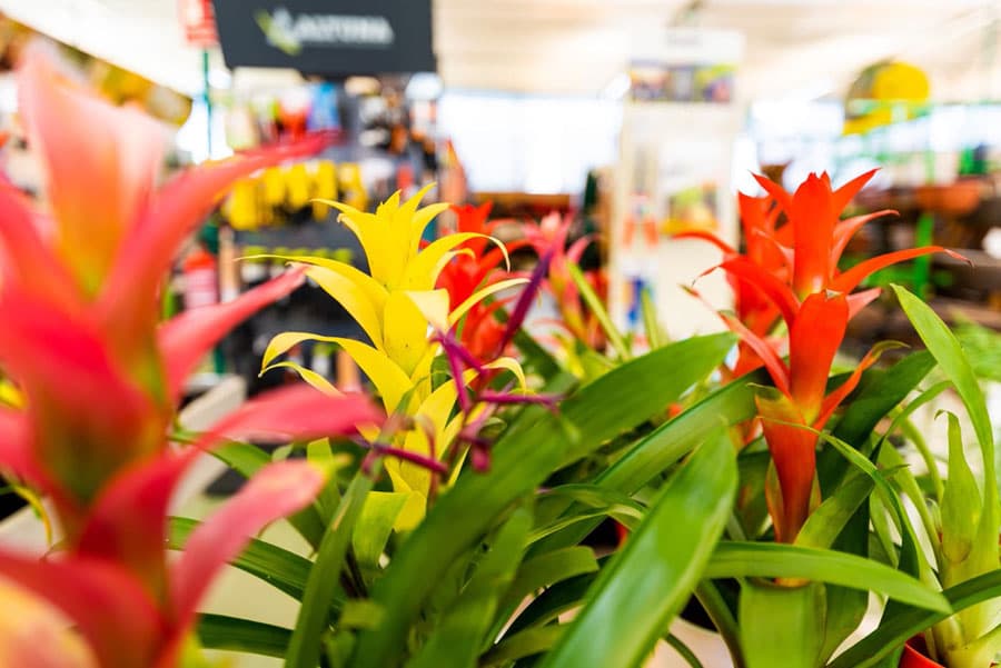 ¿Necesitas asesoramiento antes de comprar plantas?