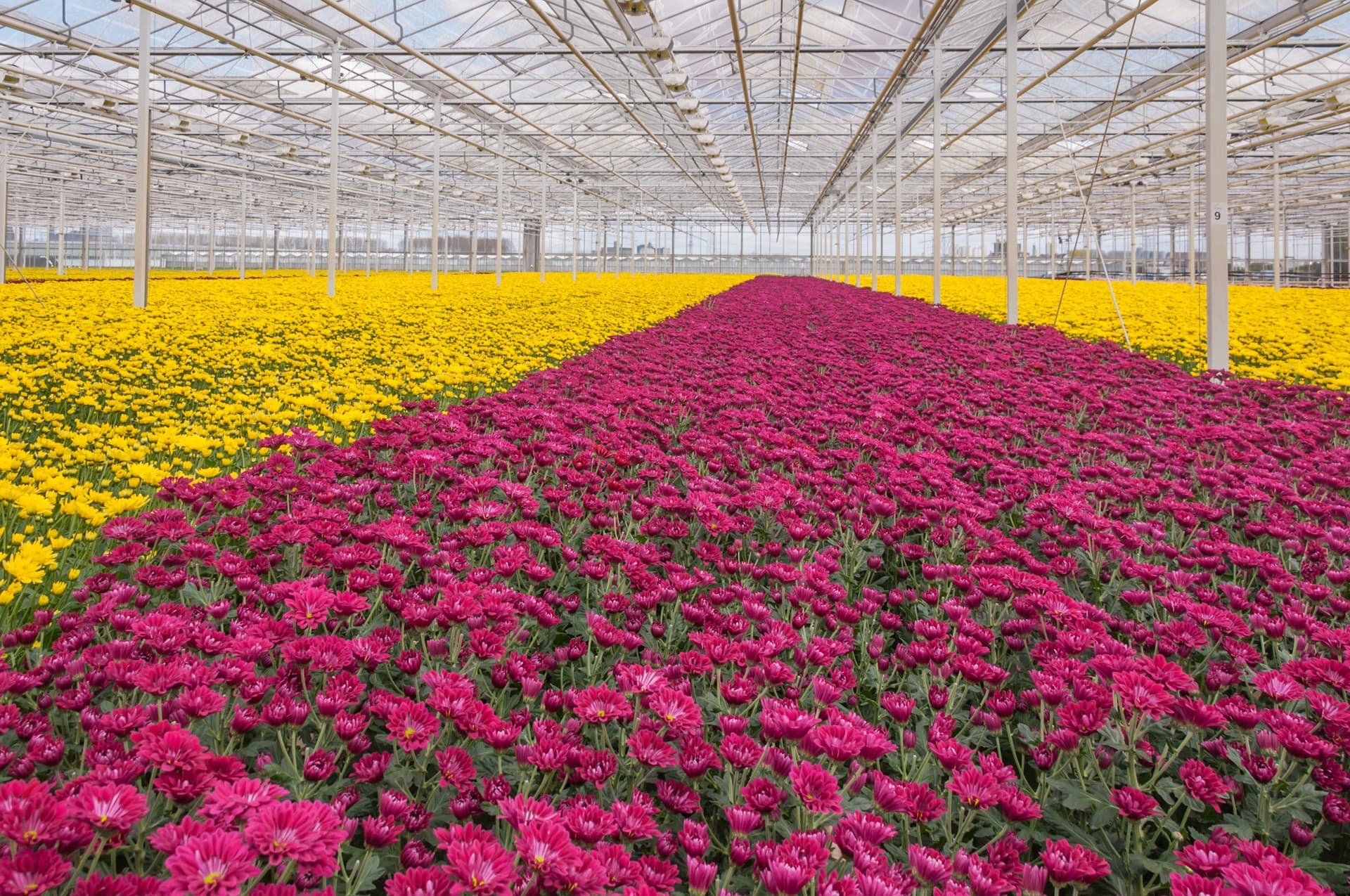 Especialistas en el diseño de jardines en Ribadumia