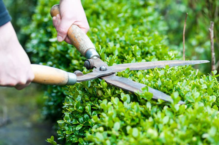 Nuestros diseños de jardines en Pontevedra te sorprenderán