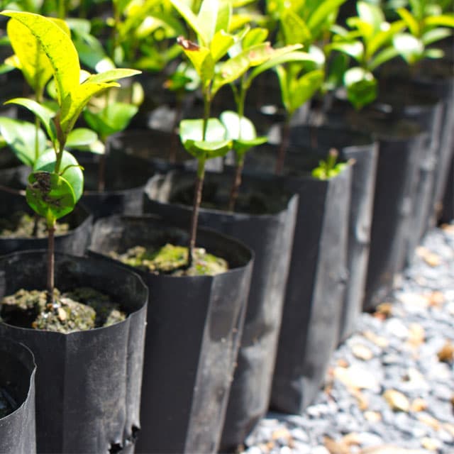 Venta de material de jardinería