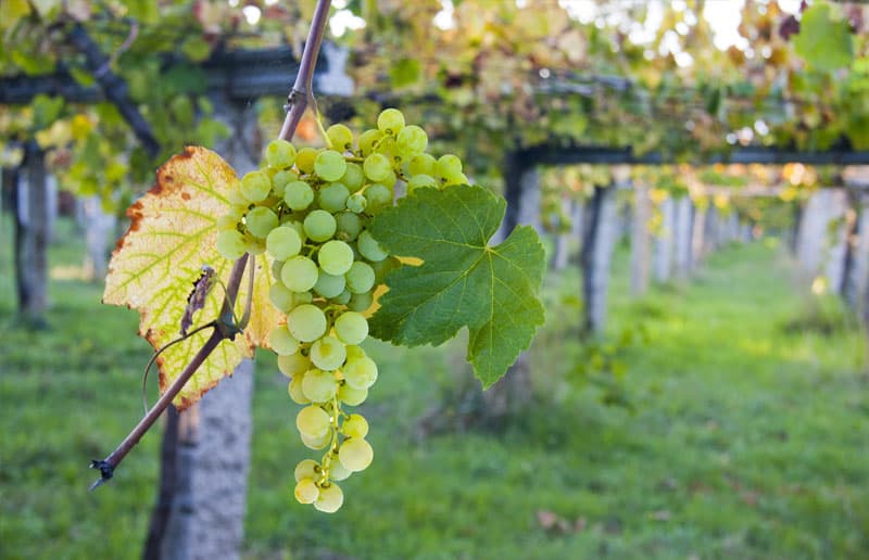 Viñedos