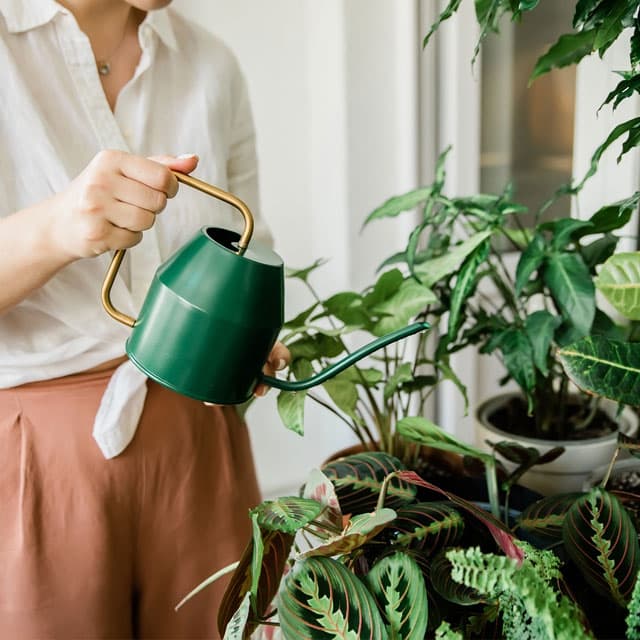 Tenemos la mejor variedad de plantas en Pontevedra, ¿te interesa?