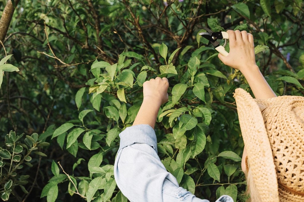 Invierno, el momento perfecto para la poda y la plantación