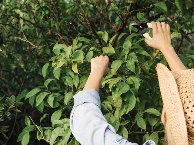 Invierno, el momento perfecto para la poda y la plantación