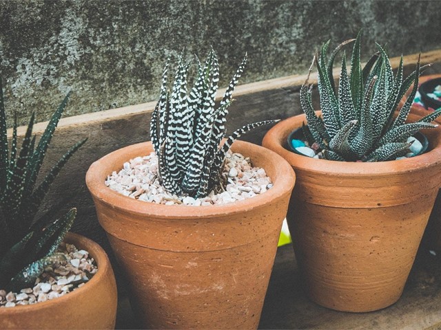 La decoración perfecta para su jardín