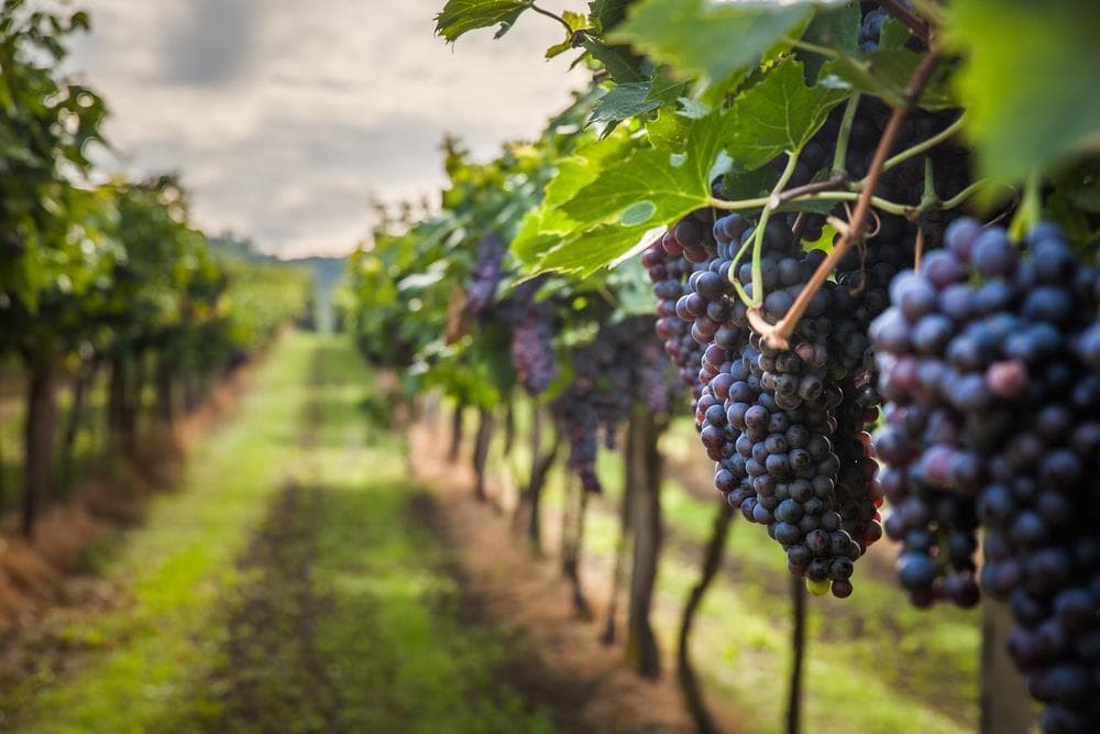 Las cepas autóctonas más adecuadas para cada tipo de vino