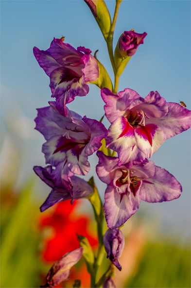 Las flores más populares para el día de los difuntos y sus significado