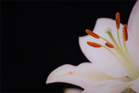 Las flores más populares para el día de los difuntos y sus significado