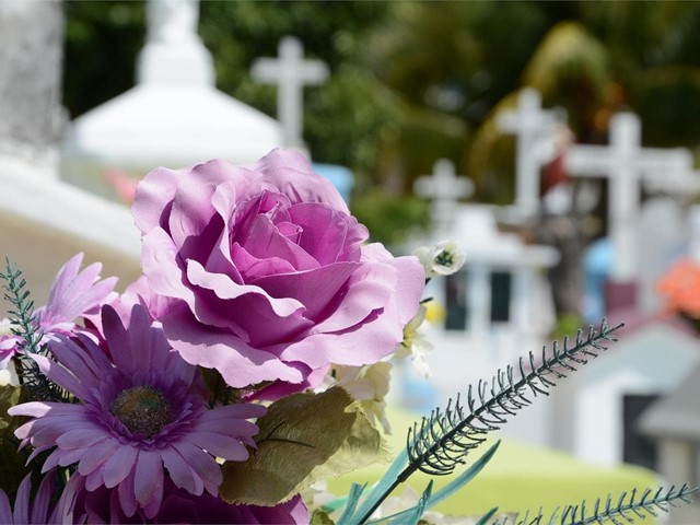 Las flores más populares para el día de los difuntos y sus significados