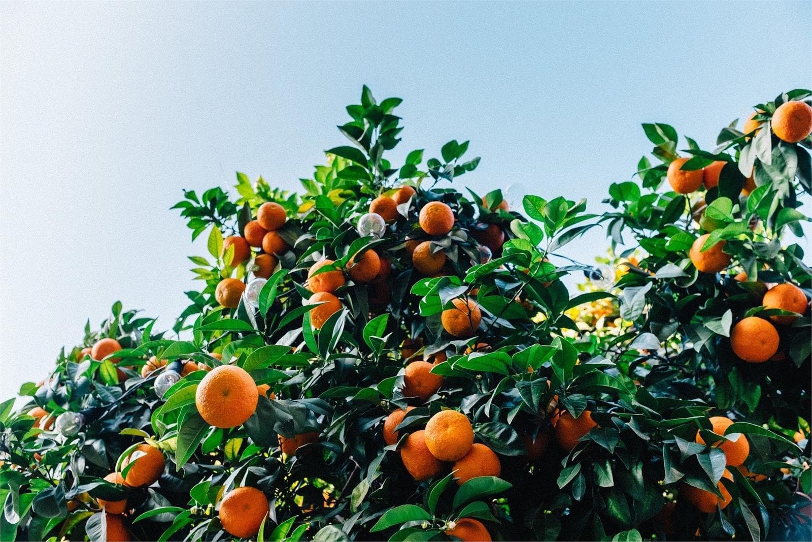 ¡Llene de color su jardín con las plantas de esta temporada! - Imagen 2