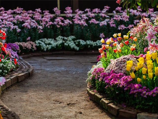 ¡Llene de color su jardín con las plantas de esta temporada!