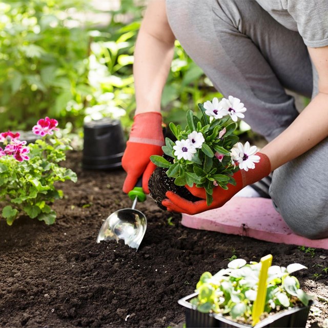 Los mejores trabajos de jardinería en Ribadumia
