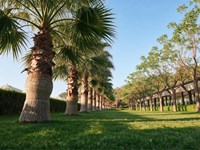 Palmeras en Galicia: variedades recomendadas, cuidados y errores a evitar