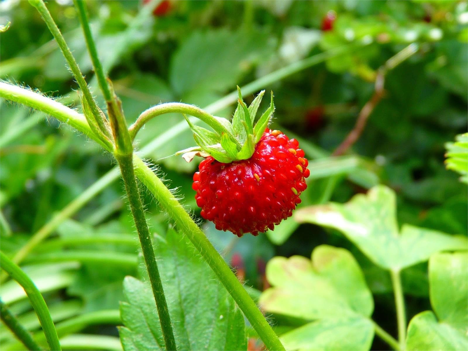 Plantación de fresas - Imagen 1