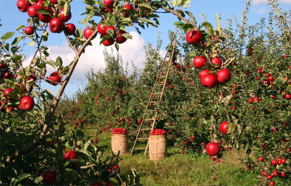 Plantación de frutales