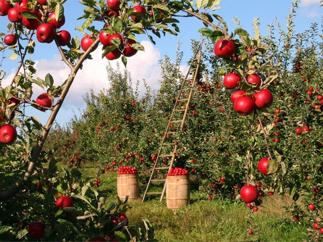 Plantación de frutales