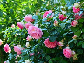 Plantación y poda de rosales