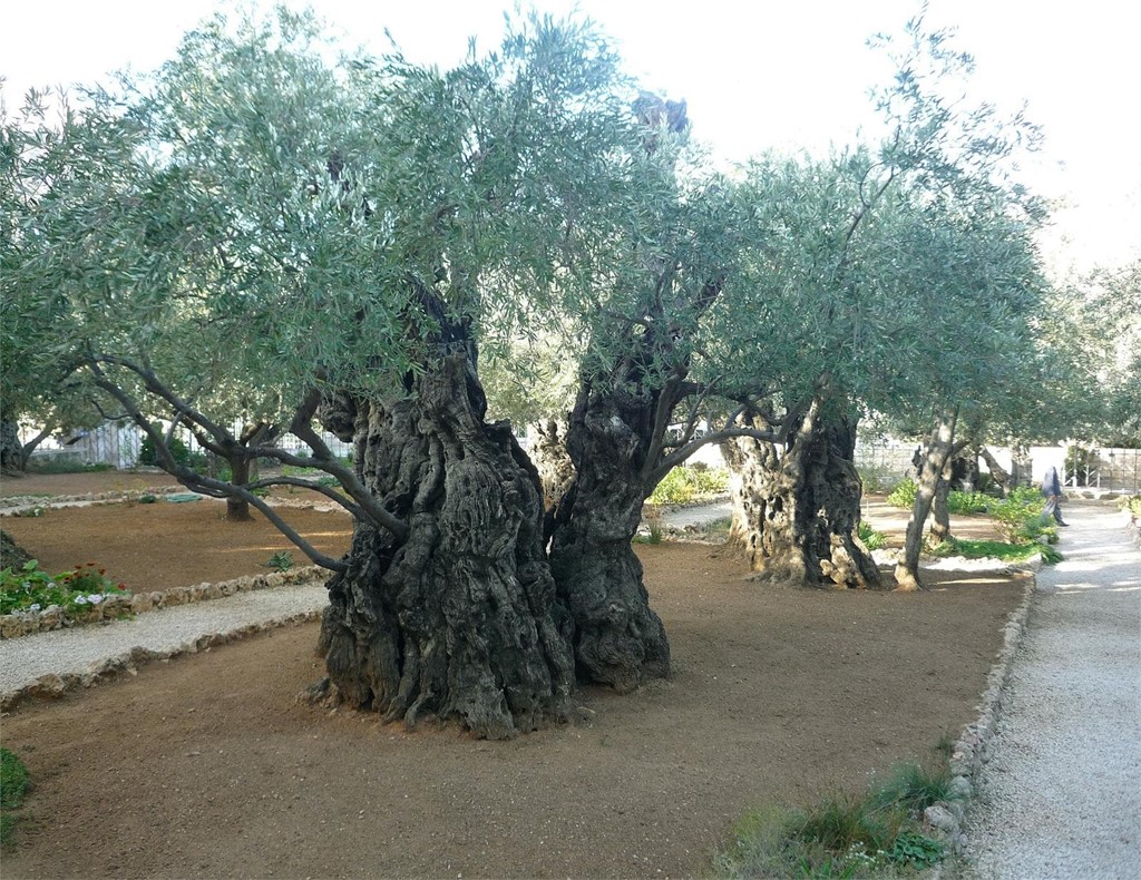 Plantas ornamentales para tu jardín