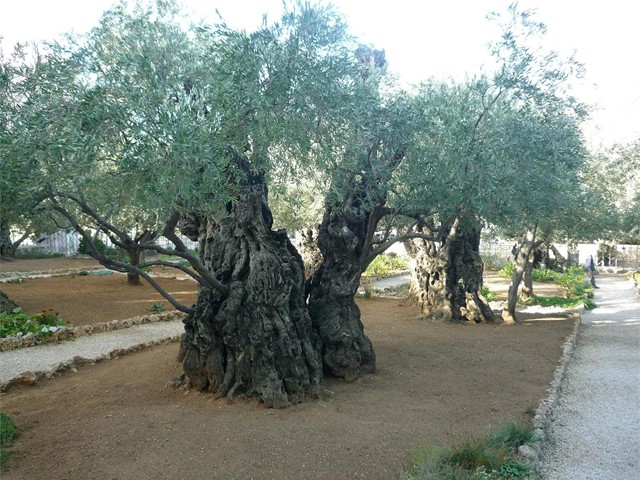 Plantas ornamentales para tu jardín