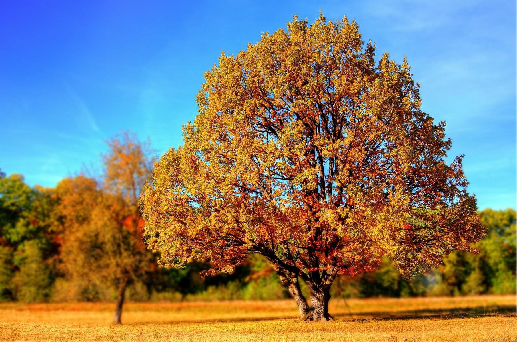 Prepara tu jardín para la llegada del otoño