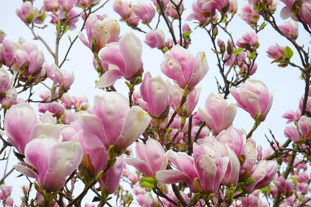 Prepare su jardín para la llegada de la primavera