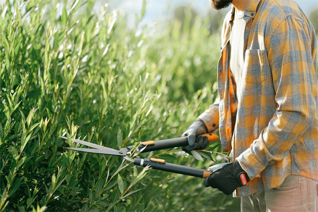 Prepare su jardín para la primavera: qué y cuándo plantar