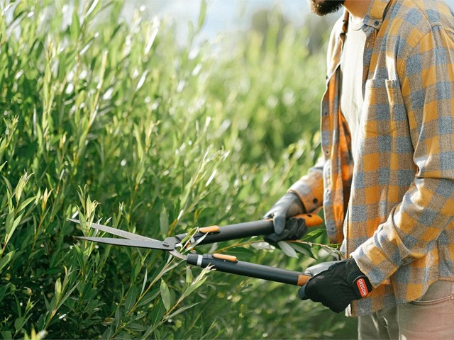 Prepare su jardín para la primavera: qué y cuándo plantar