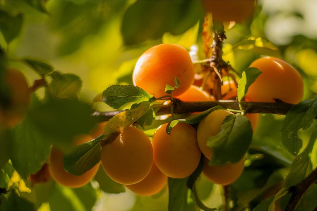 ¿Qué árboles frutales debo plantar en noviembre?