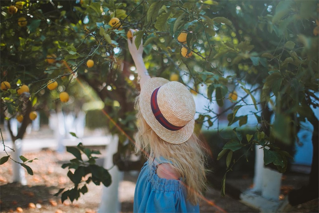 ¿Qué arboles frutales puedes plantar en tu jardín en Pontevedra?