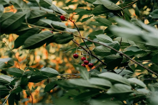 ¿Qué arboles frutales puedes plantar en tu jardín en Pontevedra? - Imagen 1