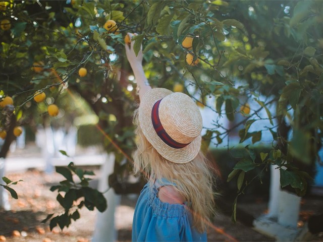 ¿Qué arboles frutales puedes plantar en tu jardín en Pontevedra?