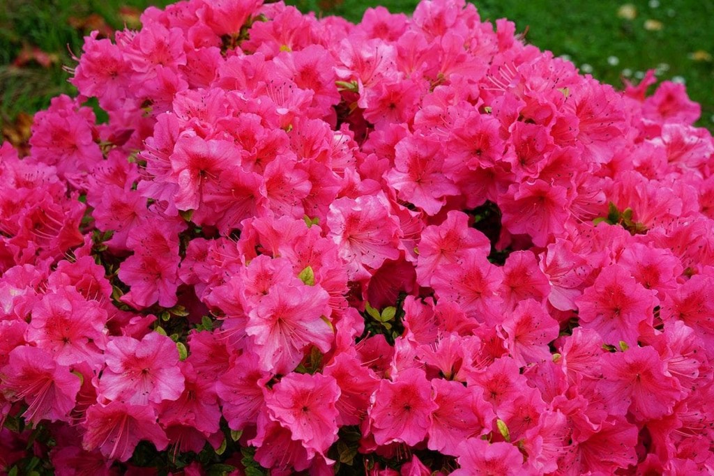 ¿Qué cuidados deben tener las azaleas?