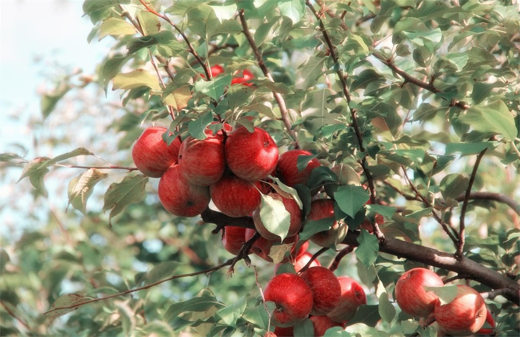 ¿Qué debemos tener en cuenta a la hora de plantar árboles frutales?