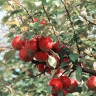¿Qué debemos tener en cuenta a la hora de plantar árboles frutales?