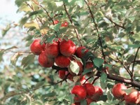 ¿Qué debemos tener en cuenta a la hora de plantar árboles frutales?