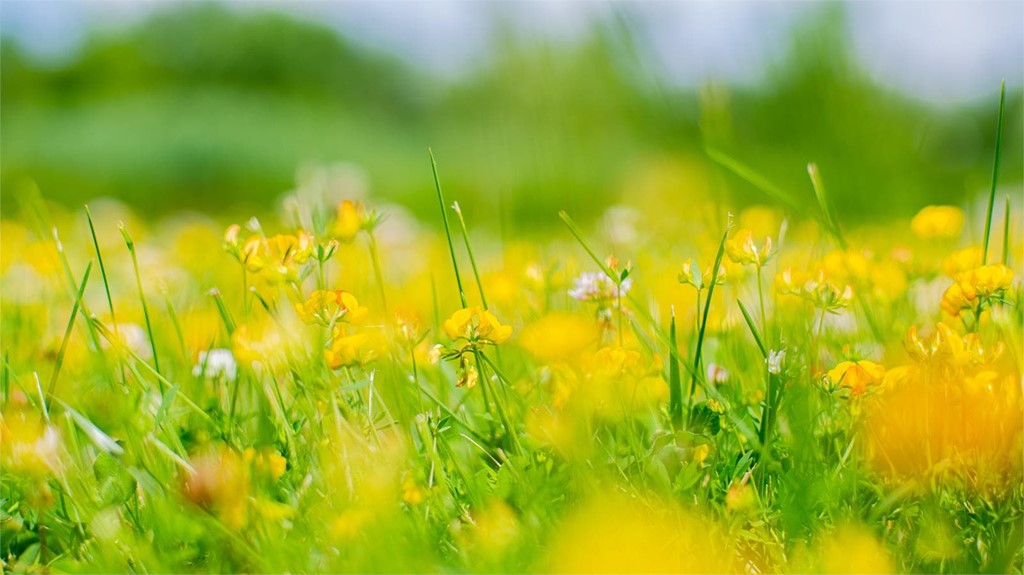 ¿Qué flores y árboles plantar en marzo?