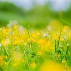 ¿Qué flores y árboles plantar en marzo?