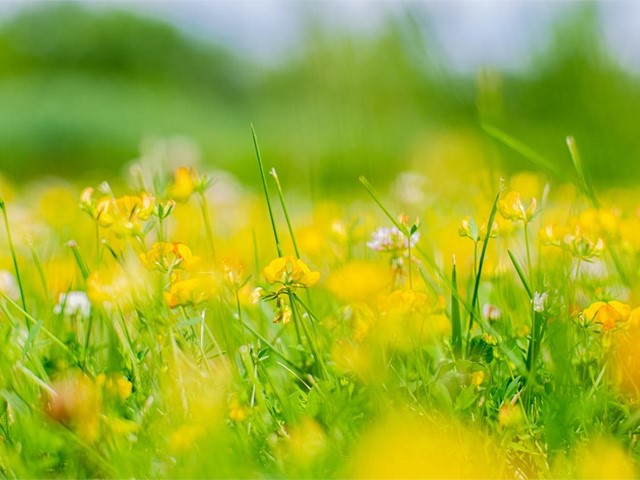 ¿Qué flores y árboles plantar en marzo?