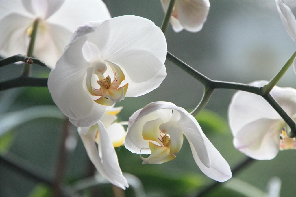 ¿Qué flores y plantas regalar el Día de la Madre?