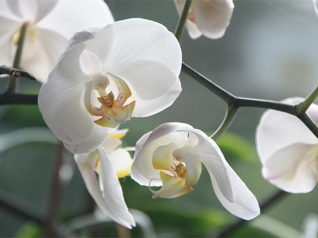 ¿Qué flores y plantas regalar el Día de la Madre?