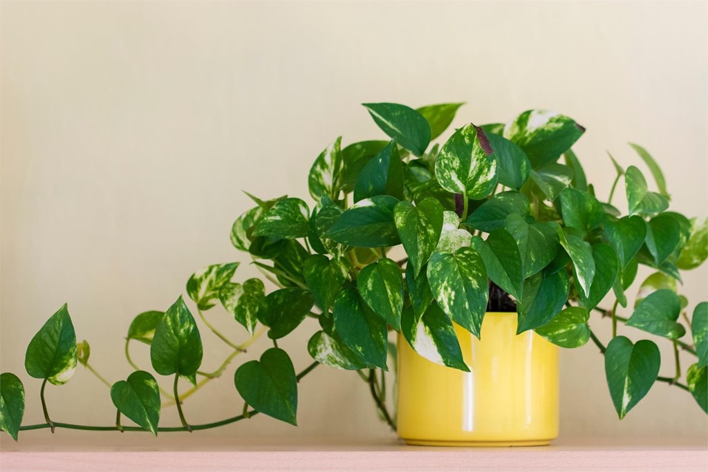 ¿Qué plantas de interior son las que más duran?