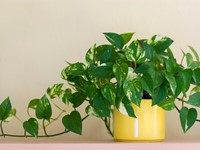 ¿Qué plantas de interior son las que más duran?