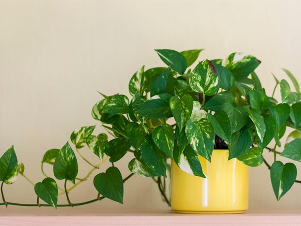 ¿Qué plantas de interior son las que más duran?