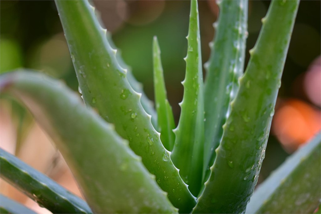 ¿Qué son las plantas crasas?